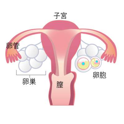 子宮後屈を漢方薬で妊娠しやすい身体にする方法とは 漢方薬局ハーブス