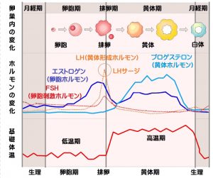 イメージカタログ 愛されし者 排卵 検査 薬 ズレ